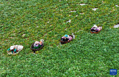  立秋農(nóng)事正當(dāng)忙